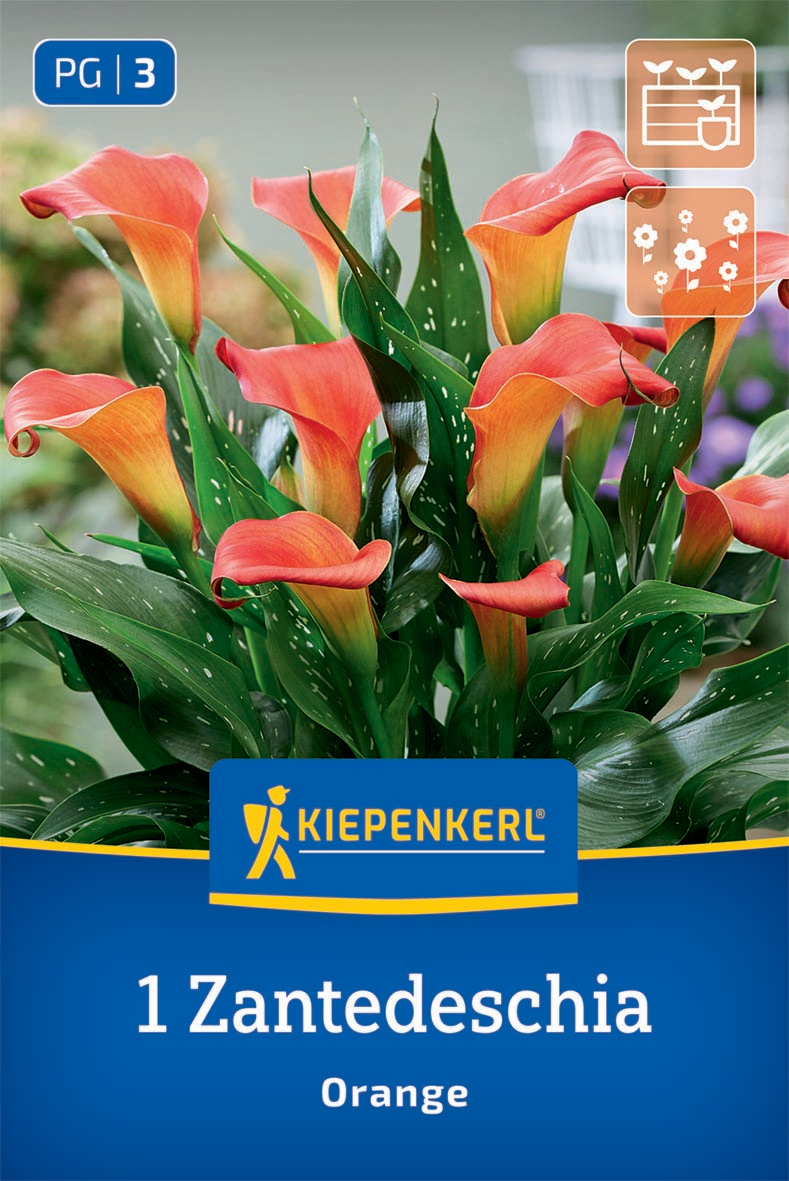 Calla Orange