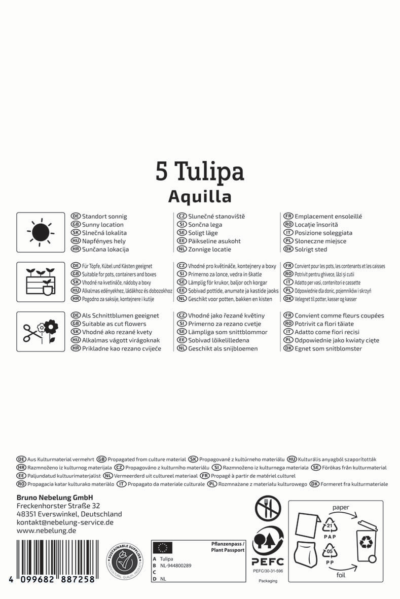 Mehrblütige Tulpe Aquilla