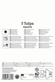 Mehrblütige Tulpe Aquilla