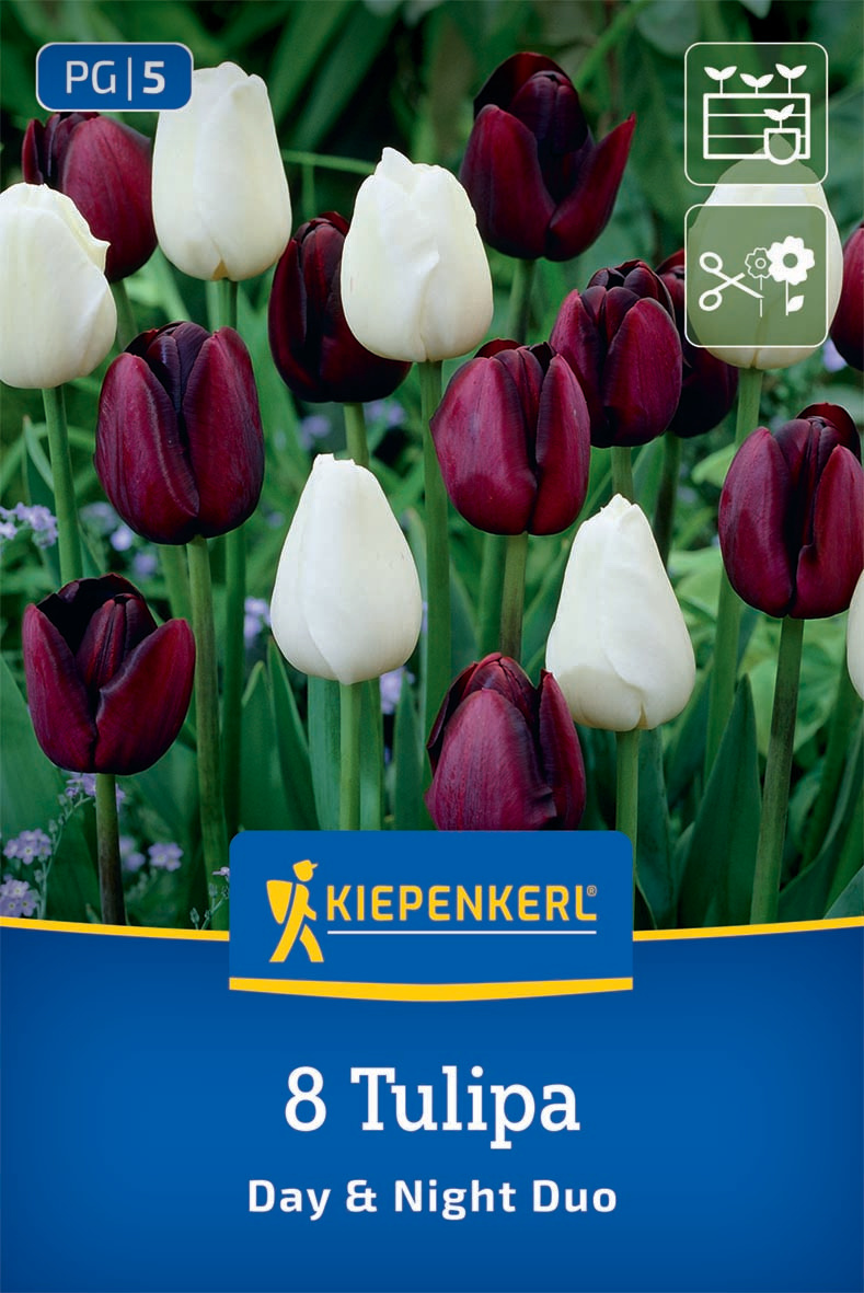 Tulpenmischung Day & Night Duo