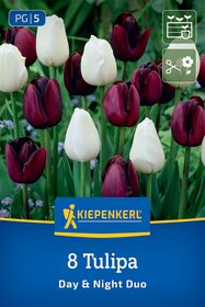 Tulpenmischung Day & Night Duo