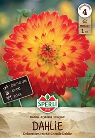 Große orange-rote Dahlie mit gelben Spitzen, grüne Blätter im Hintergrund, schwarzes Etikett mit Blumentyp und Höhe.