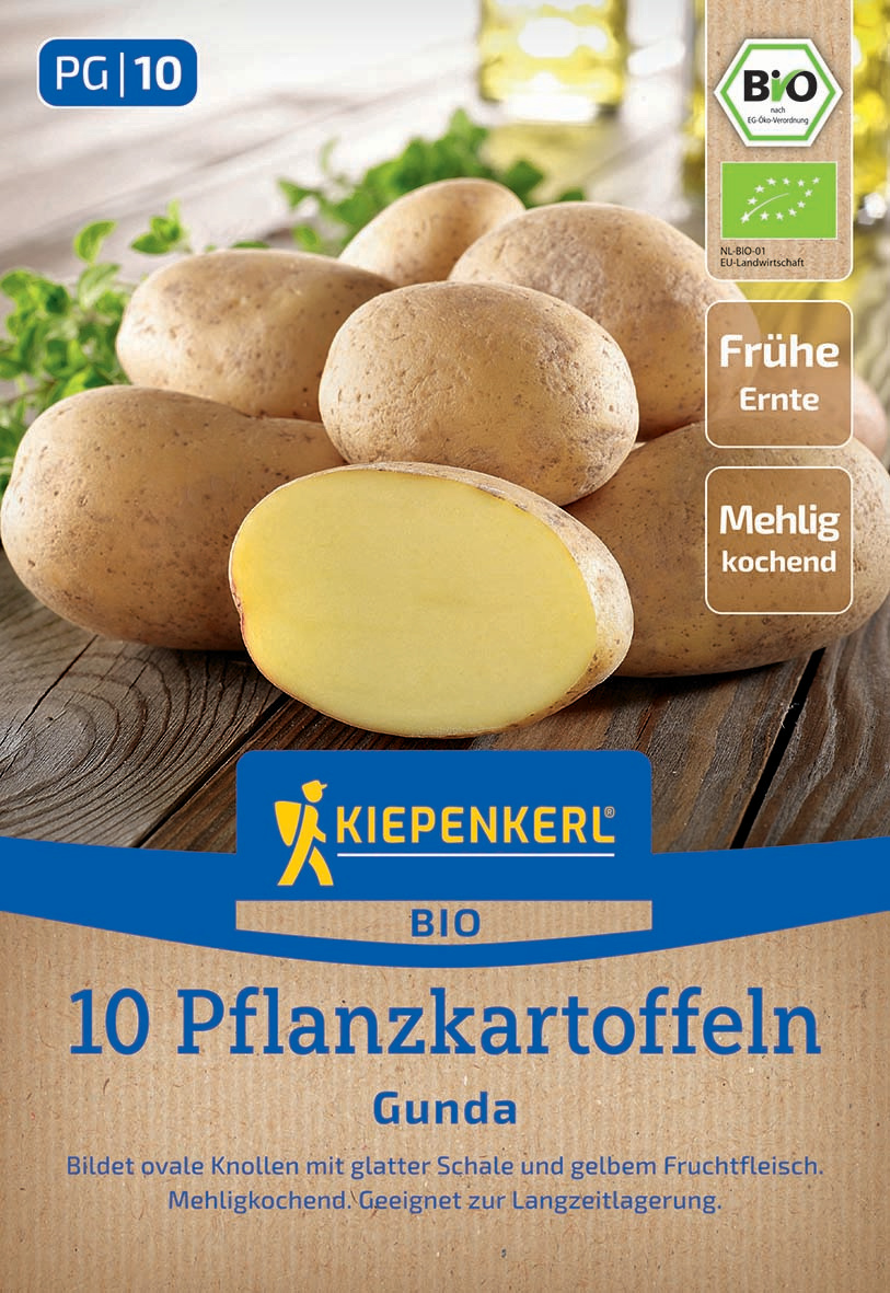 Mehrere ungekochte Gunda Drillinge mit glatter Schale und gelbem Fruchtfleisch, auf einem Holzuntergrund.