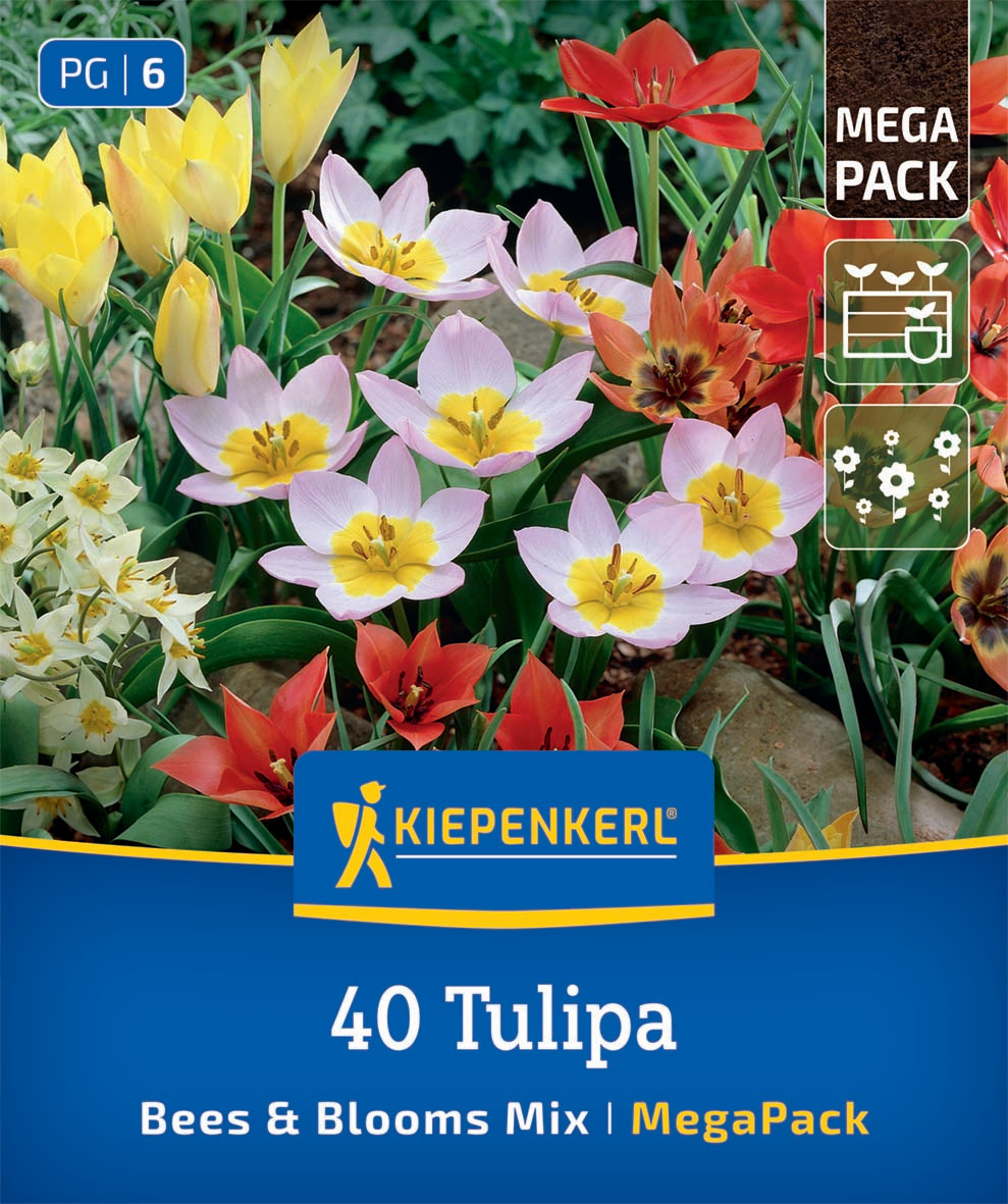 Mega-Pack Blumenzwiebelmischung Bees & Blooms Mix