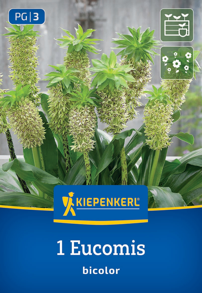 Eucharis-Blume mit weißen Blüten und grünen Blättern in Blumentopf, Verpackung mit Marke Kiepenkerl.