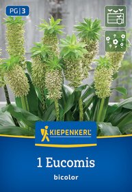 Eucharis-Blume mit weißen Blüten und grünen Blättern in Blumentopf, Verpackung mit Marke Kiepenkerl.