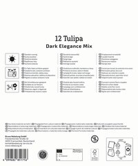 Mega-Pack Blumenzwiebelmischung Dark Elegance Mix