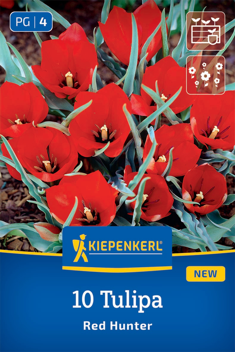 Wildtulpe Red Hunter