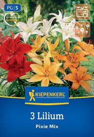 Bunte Lilien in Weiß, Gelb und Rot mit grünen Blättern vor unscharfem grünen Hintergrund.