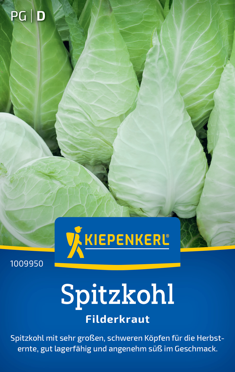 Blatt von Spitzkohl mit großen glatten Köpfen, hellgrün, mit weißer Aderung.