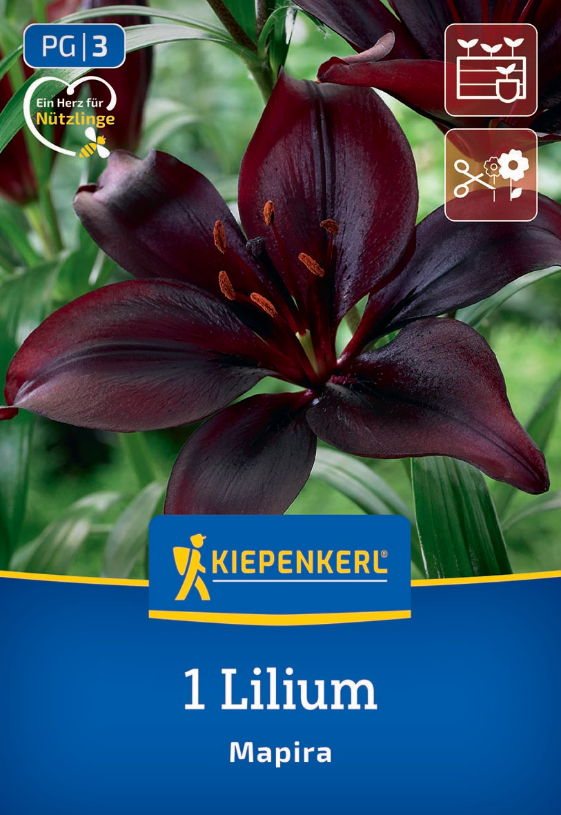 Dunkelrote Lilie mit glänzenden Blättern und sieben Staubblättern, auf Garten im Hintergrund.