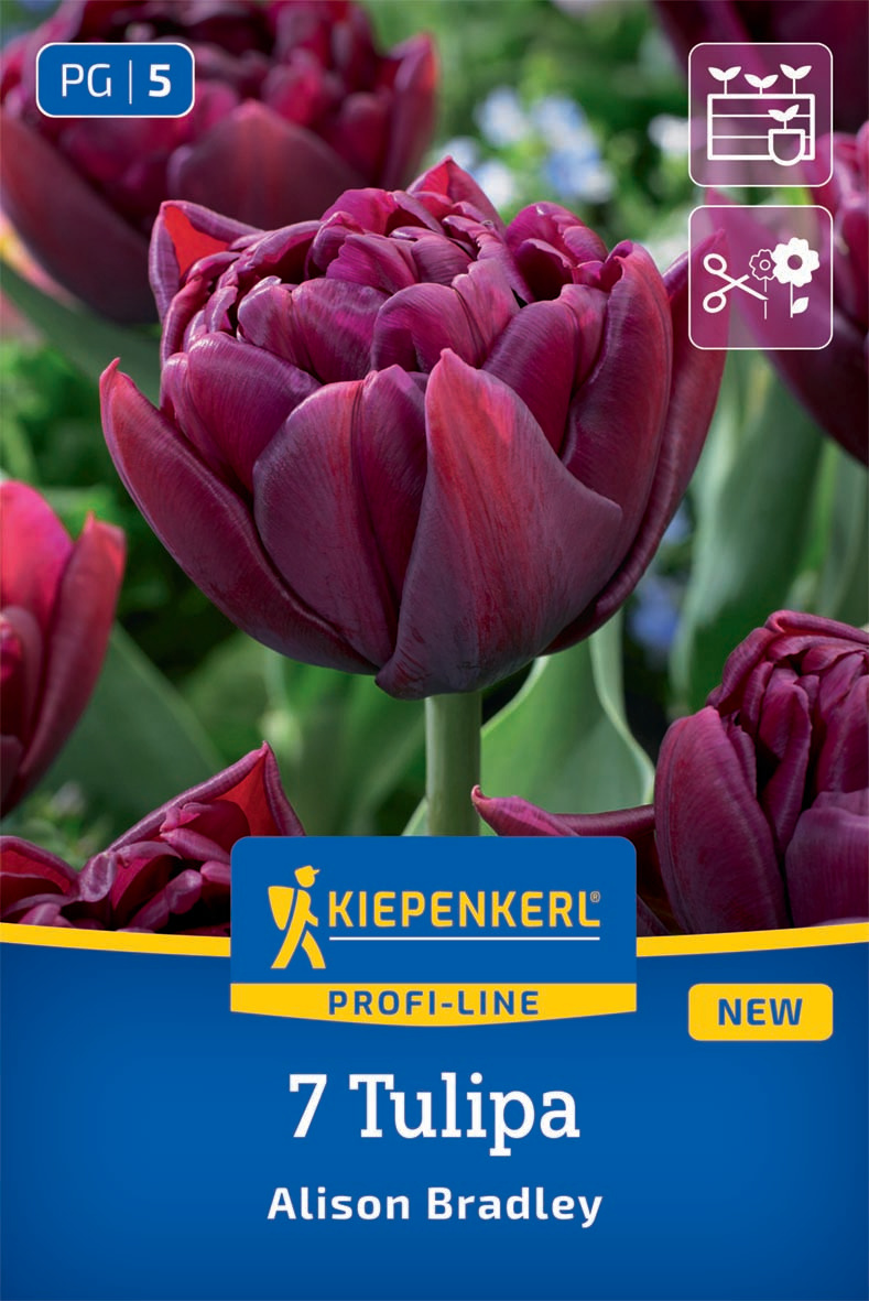 Gefüllte Frühe Tulpe Alison Bradley