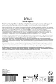 Dahlie Pooh
