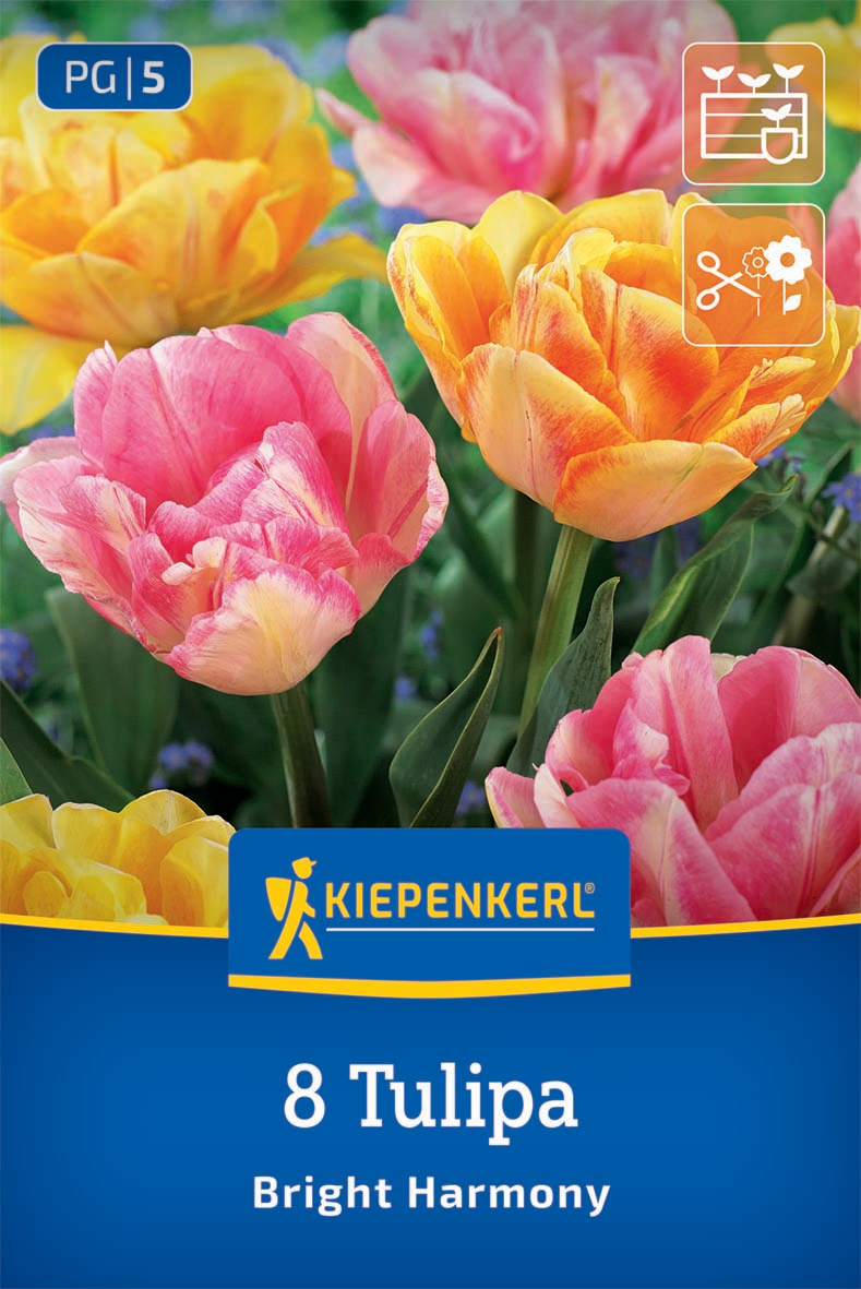 Tulpenmischung Bright Harmony