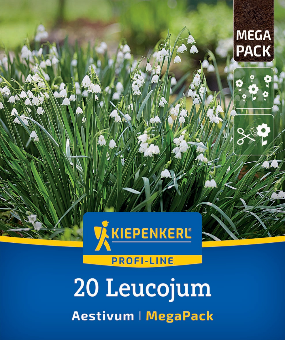 Mega-Pack Sommerknotenblumen