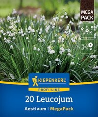 Mega-Pack Sommerknotenblumen