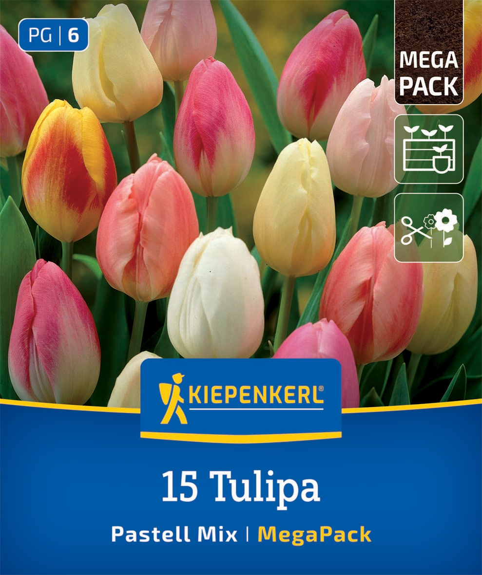 Mega-Pack Triumph-Tulpe Pastell Farbenspiel