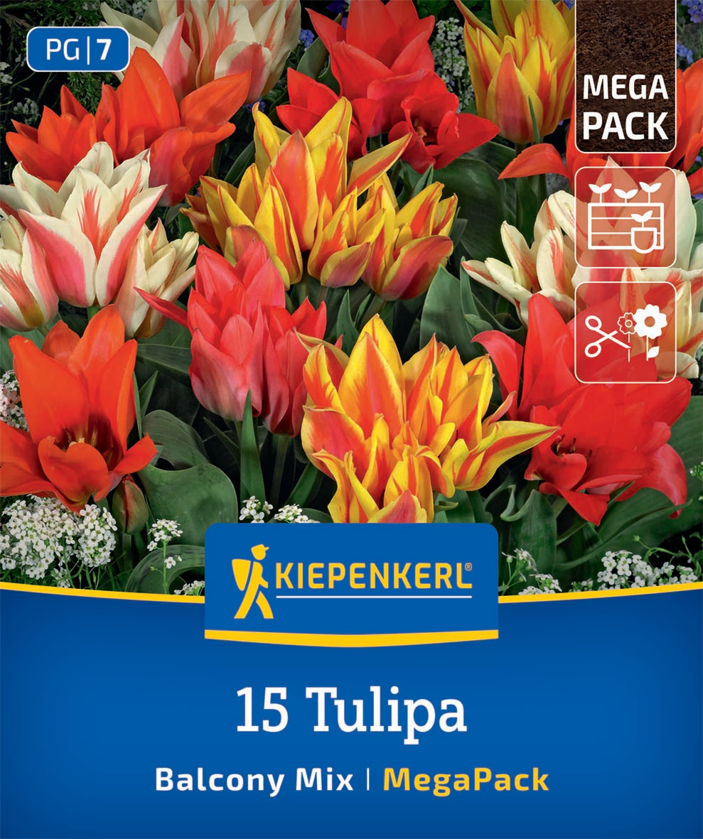 Mega-Pack Botanische Tulpen Balkonzauber Mischung