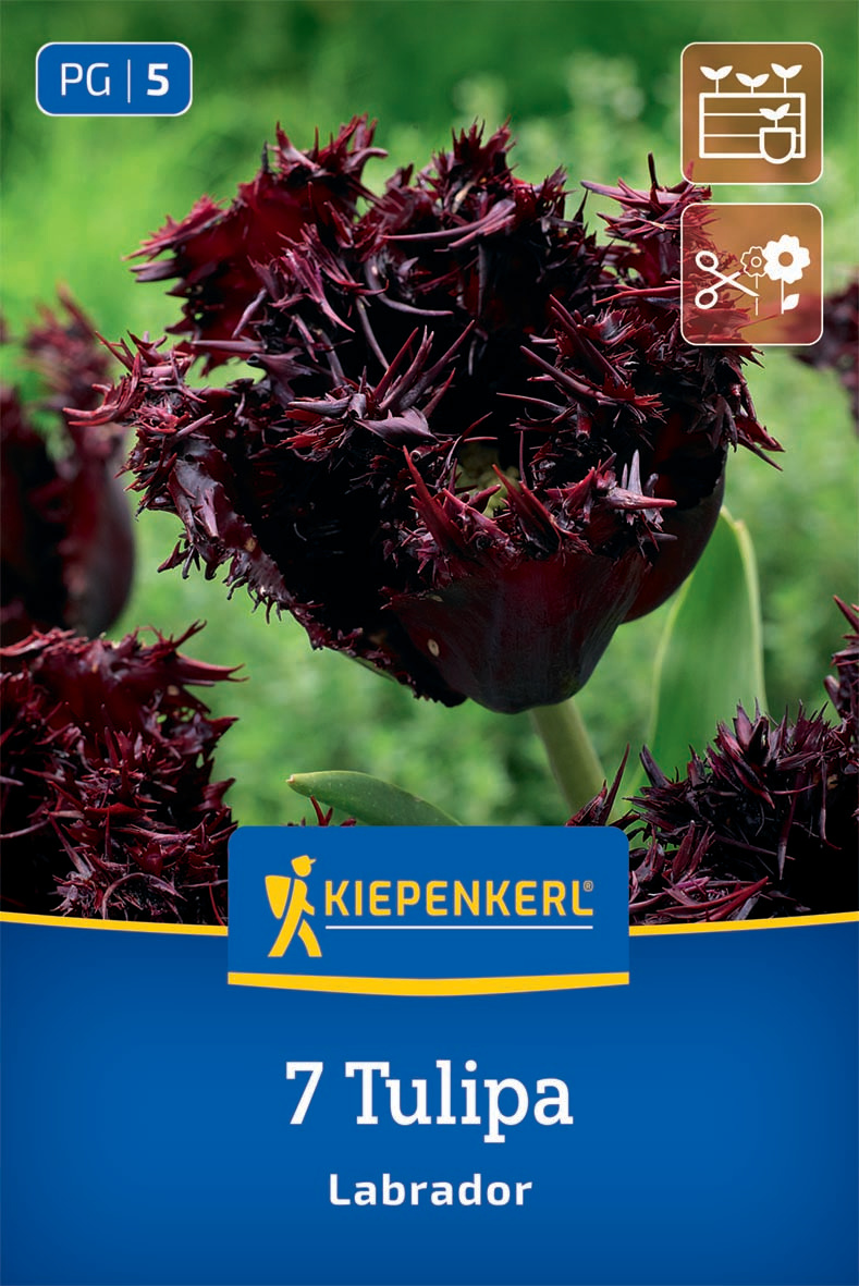 Gefranste Tulpe Labrador