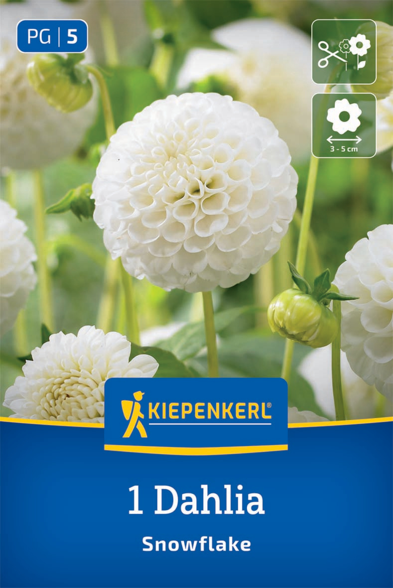 Pompon-Dahlie Snowflake