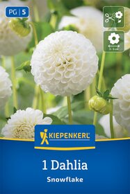 Pompon-Dahlie Snowflake