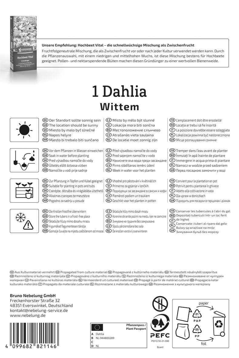 Beet- & Kübel-Dahlie Wittem
