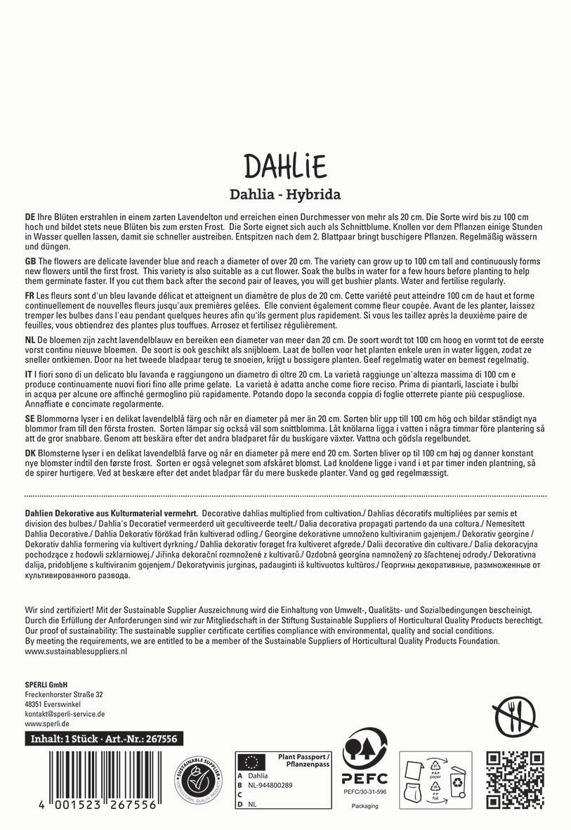 Text discussing the cultivation, characteristics, and care of lavender Dahlia hybrid flowers, in multiple languages.