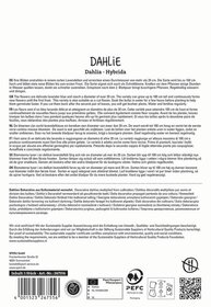 Text discussing the cultivation, characteristics, and care of lavender Dahlia hybrid flowers, in multiple languages.