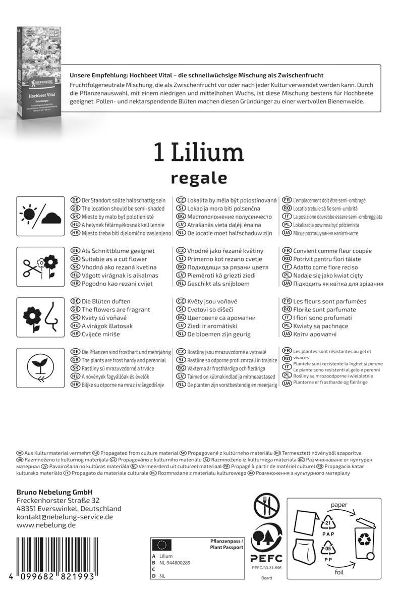Trompeten-Lilie Lilium Regale
