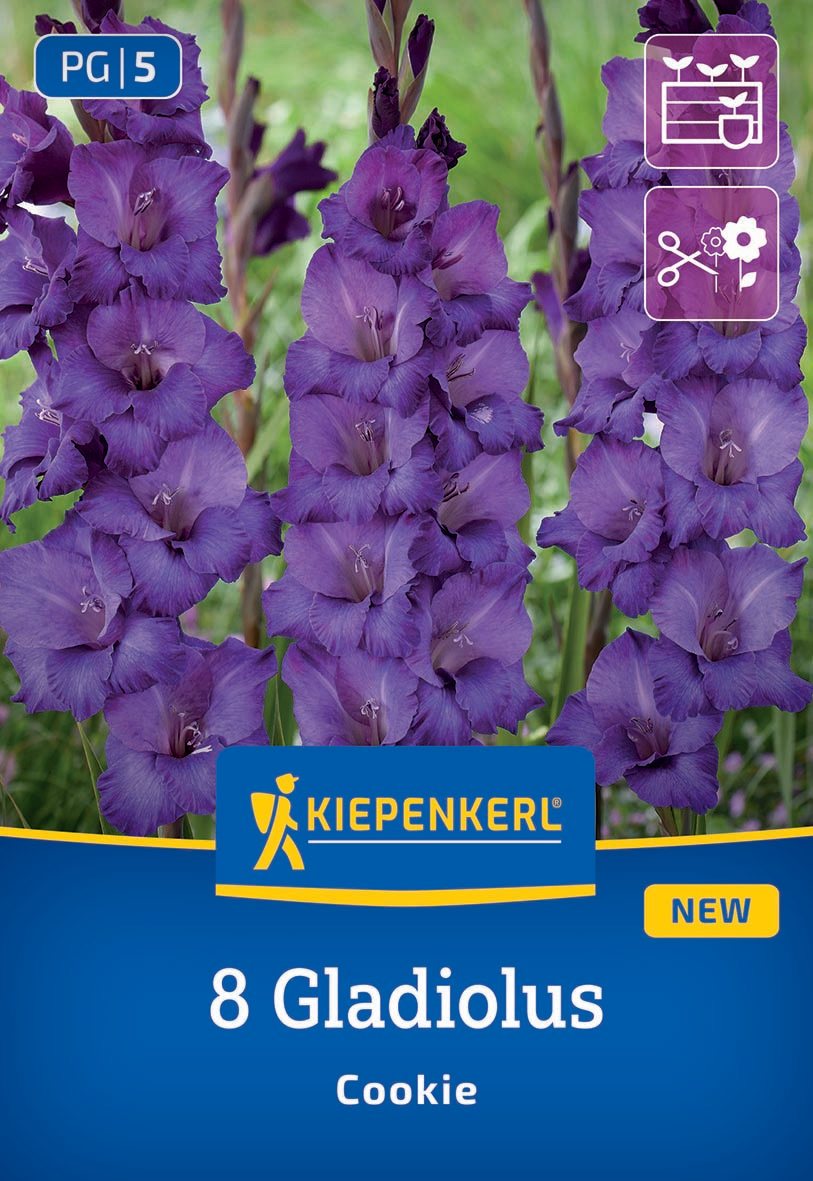 Bündel violetter Gladiolusblumen mit grüner Umgebung.