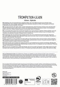 Großblütige Lilie mit trumpetförmigen goldgelben Blüten und braunen Streifen auf der Unterseite, ohne weitere Elemente.