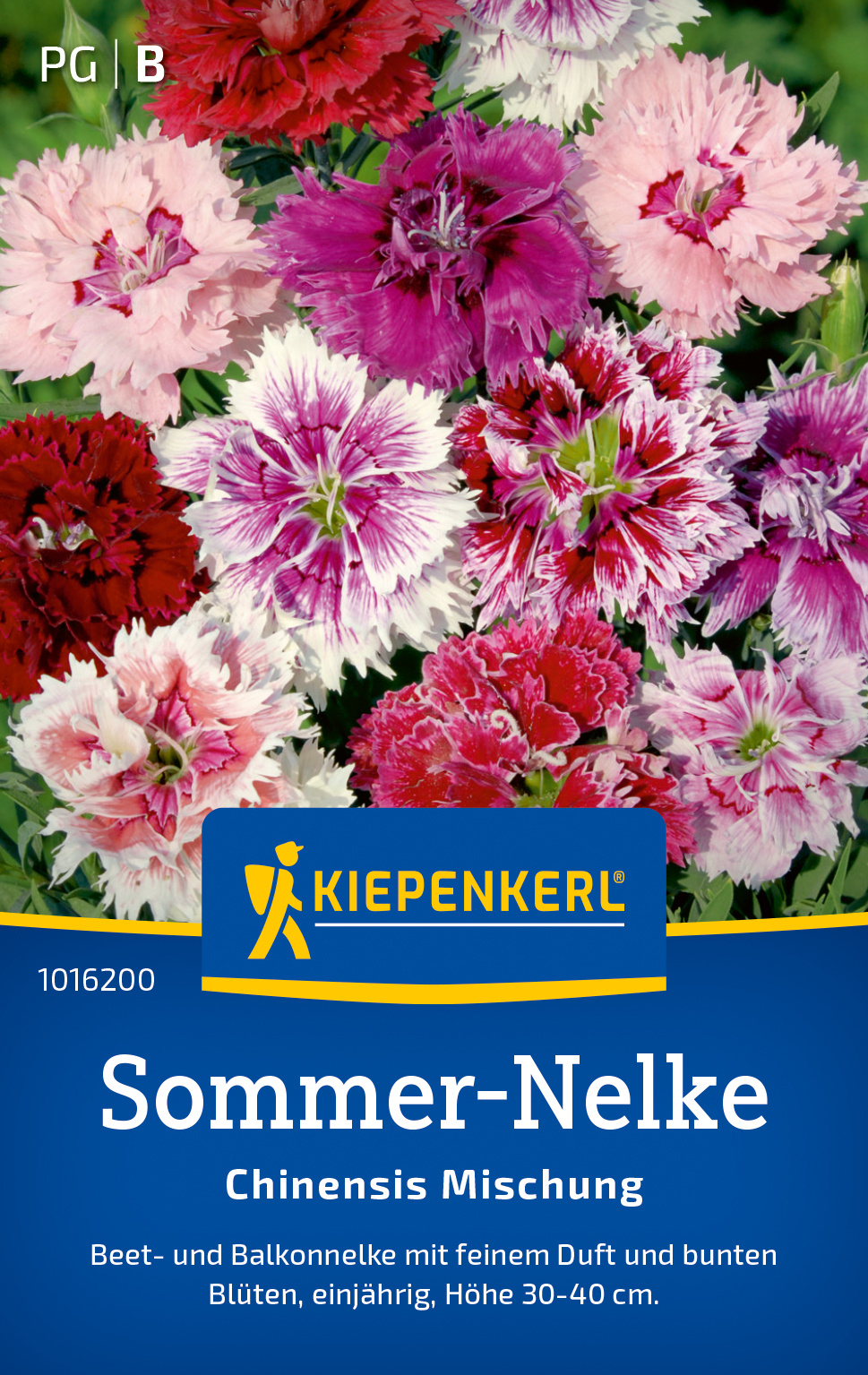Sommer-Nelkensamen Chinensis Mischung