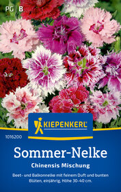 Sommer-Nelkensamen Chinensis Mischung