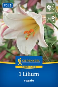 Trompetenlilie Lilium regale