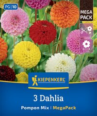 Bunte Dahlien in pink, rot, gelb, orange und weiß vor grünem Blätterhintergrund, Verpackung für Blumensaat.