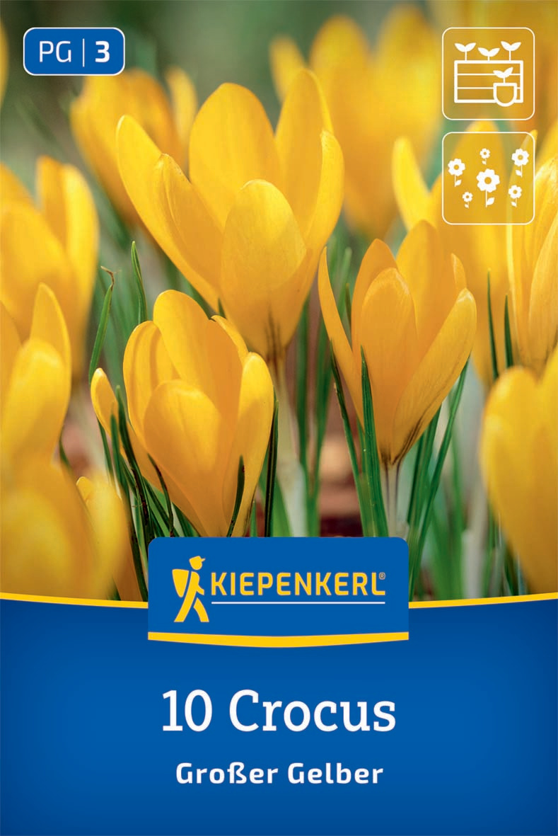 Großblumiger Krokus Großer Gelber