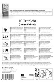 Frühlingsstern Queen Fabiola