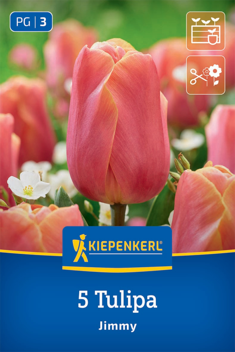 Triumph-Tulpe Jimmy