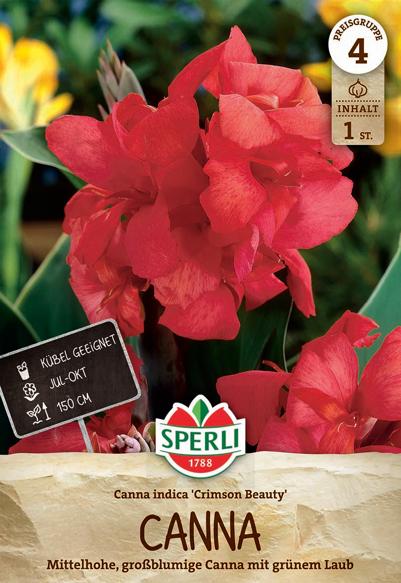 Große, rotschimsige Canna-Blume mit grünen Blättern vor verschwommenem Grün und Gelb im Hintergrund.