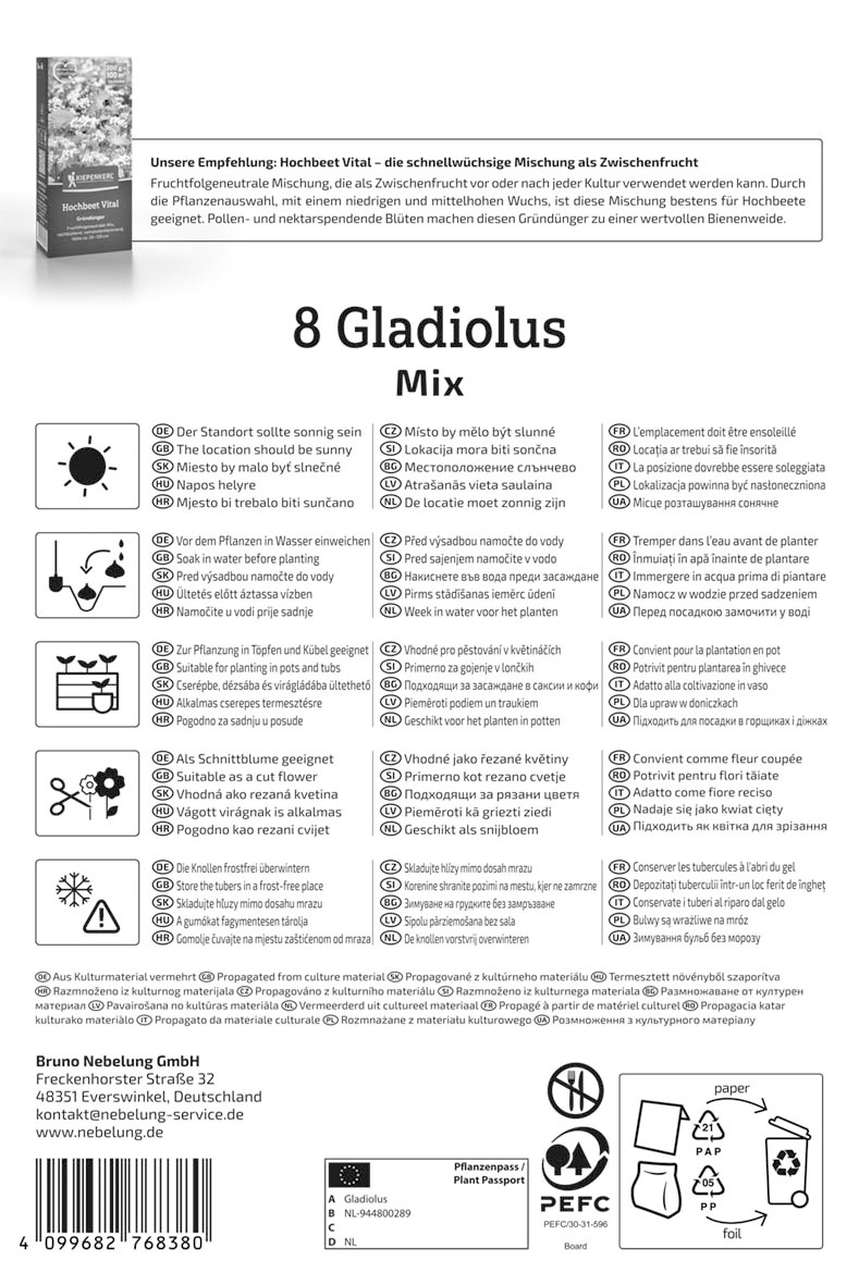 Großblumige Gladiole Holländische Mischung