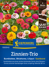 Bunte Zinnien mit bunten Blüten auf grünem Laub, in einer Gartenerde.