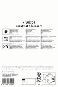 Darwin-Hybrid-Tulpe Beauty of Apeldoorn