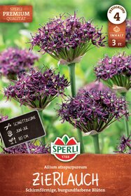 Premium Zierlauch atropurpureum