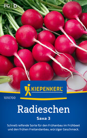 Radieschen mit grünen Blättern und weißen Wurzeln, rot, auf dem Bild.
