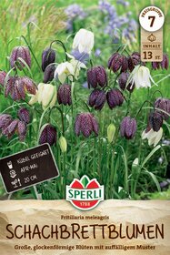 Schachbrettblume