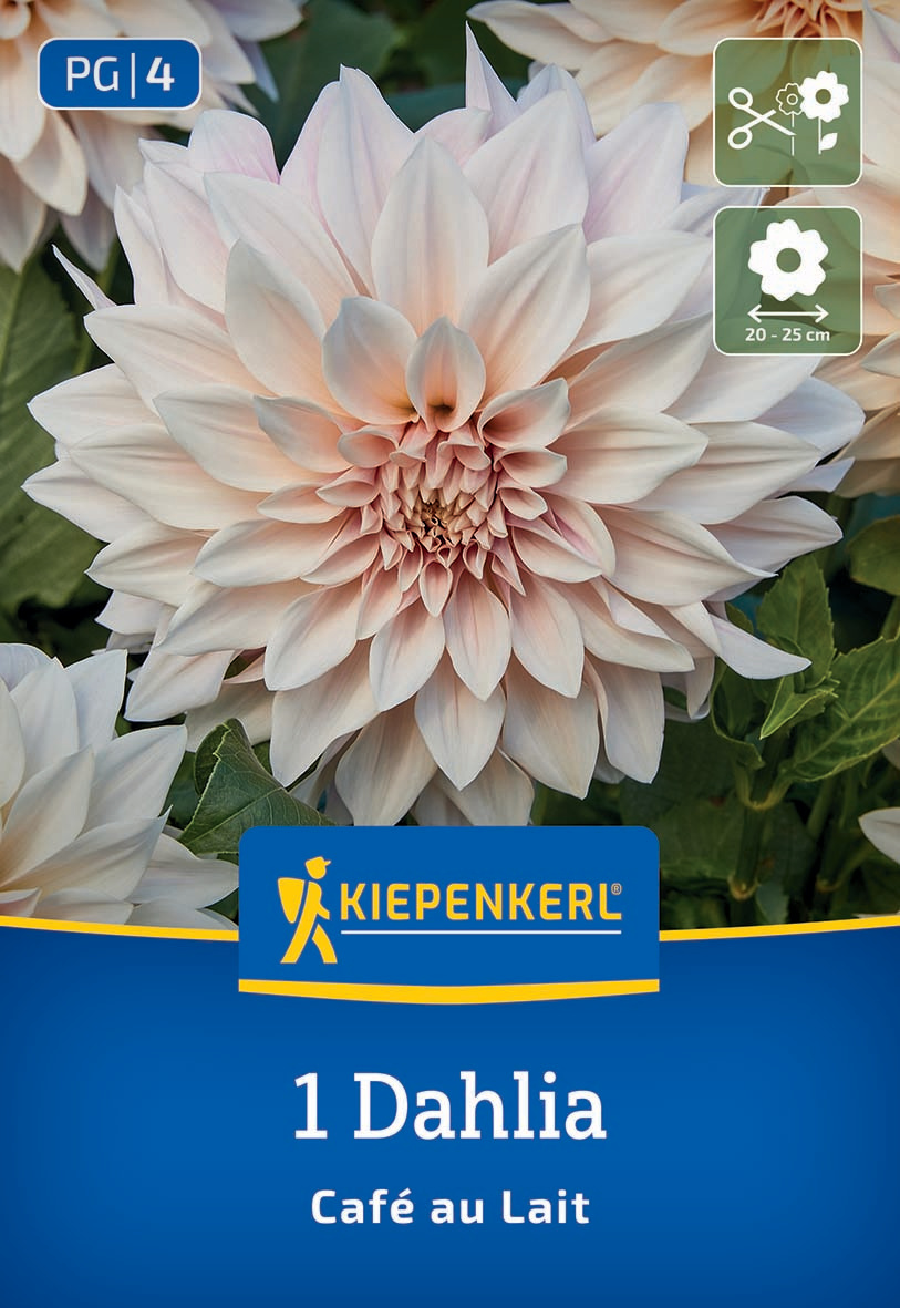 Große, hellrosa Dahlienblüte mit grünen Blättern im Hintergrund.