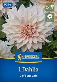 Große, hellrosa Dahlienblüte mit grünen Blättern im Hintergrund.