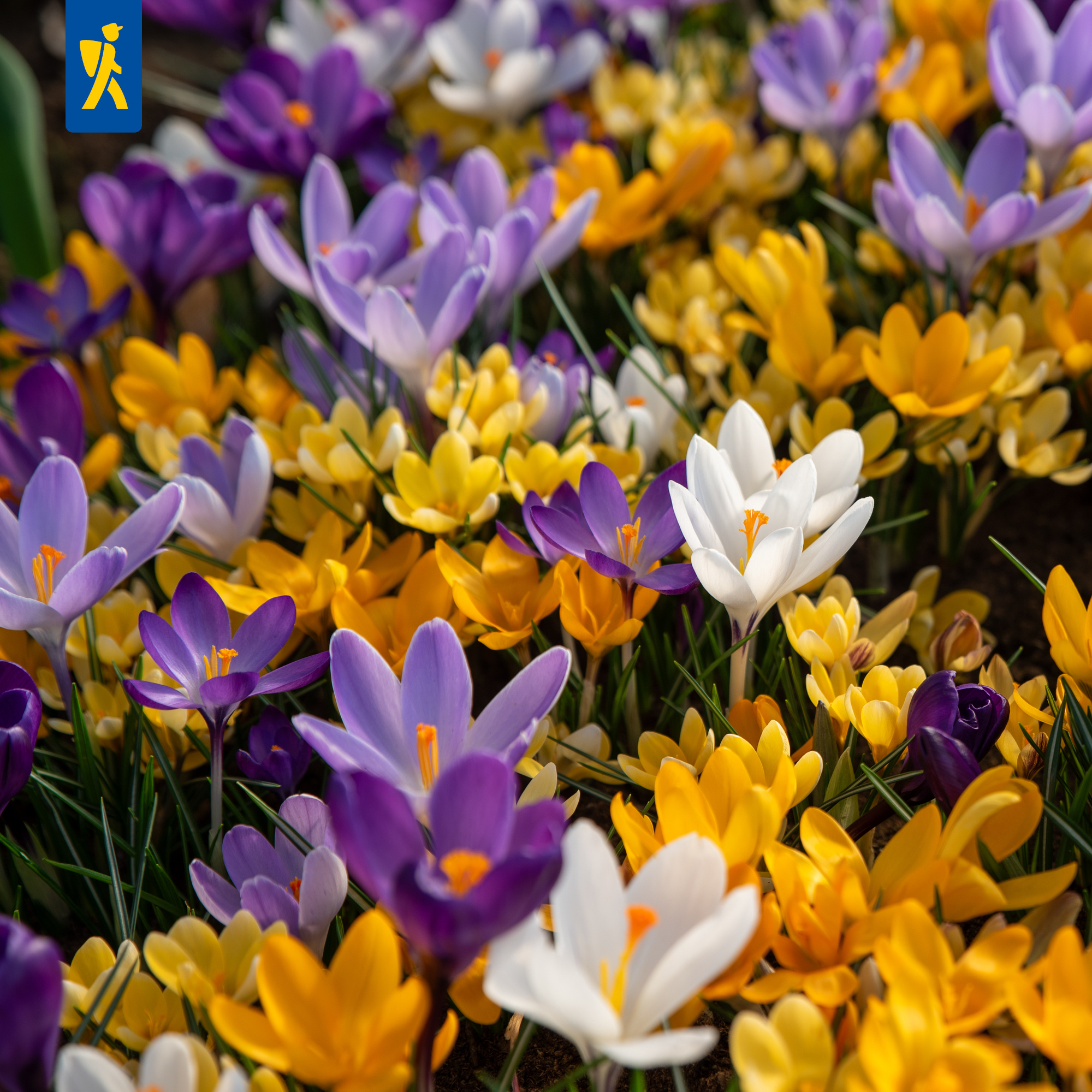 Mega-Pack Gartenkrokusse Mischung Spring Bells