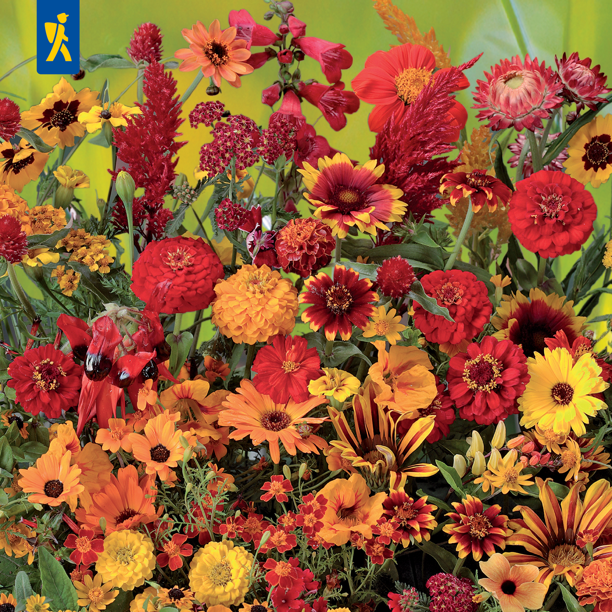 Bunte Blumen in Rot, Gelb und Orange auf grünem Hintergrund.