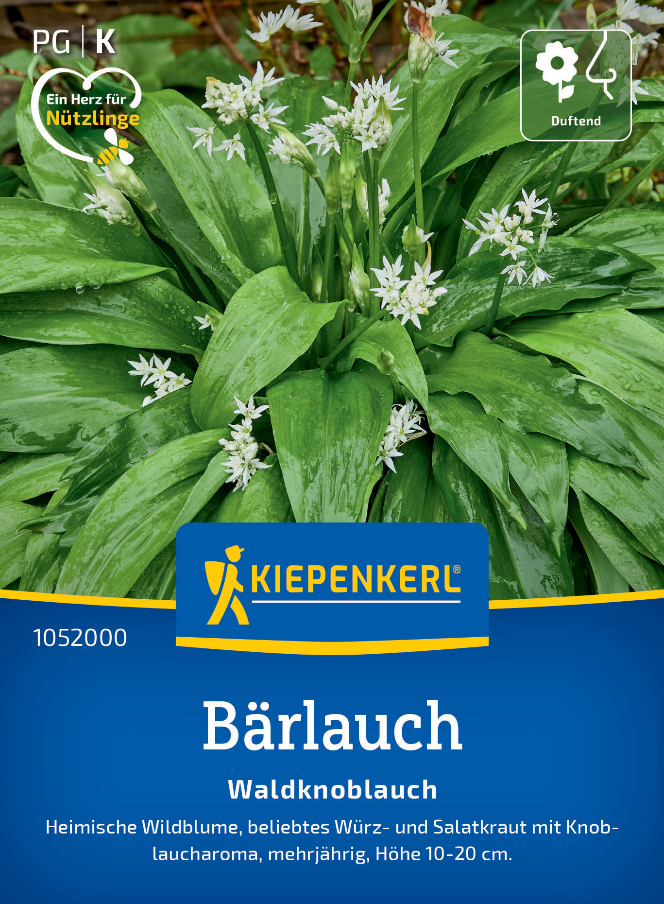 Brlauch Waldknoblauch